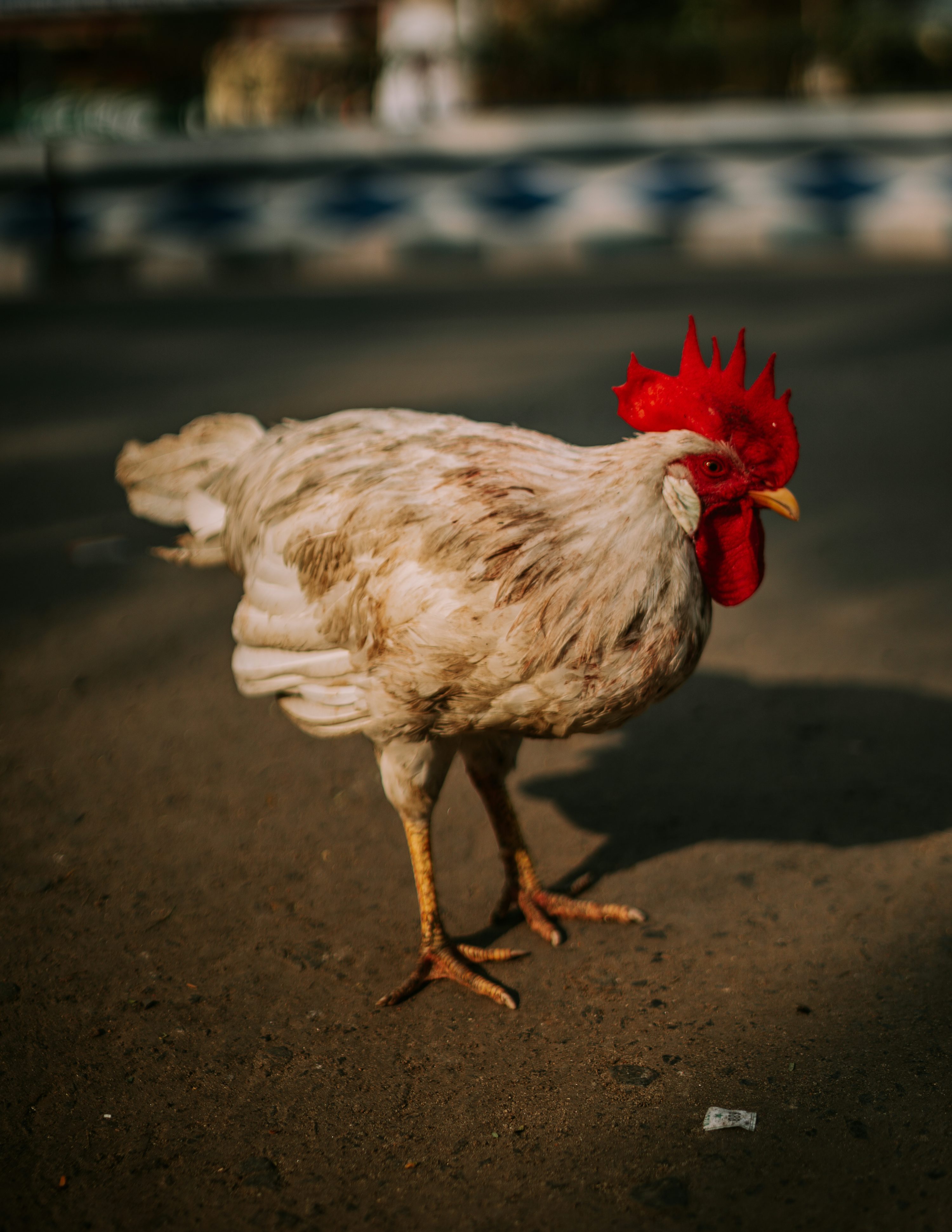 Ayam Jago “Petir Merah”